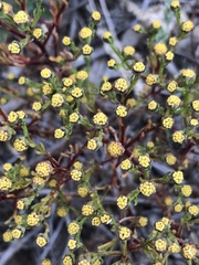 Amblyopappus pusillus