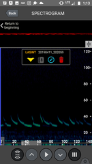 Tadarida brasiliensis