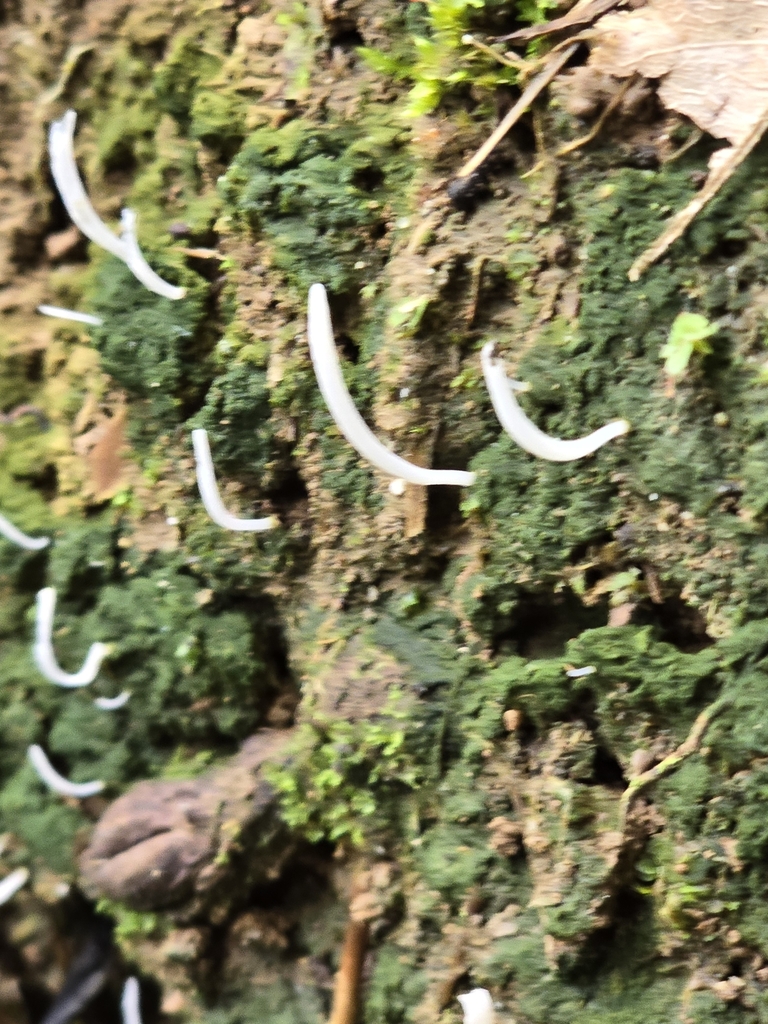 Multiclavula mucida · March 2024 · photo: © alan_rockefeller (iNaturalist, cc-by-sa)