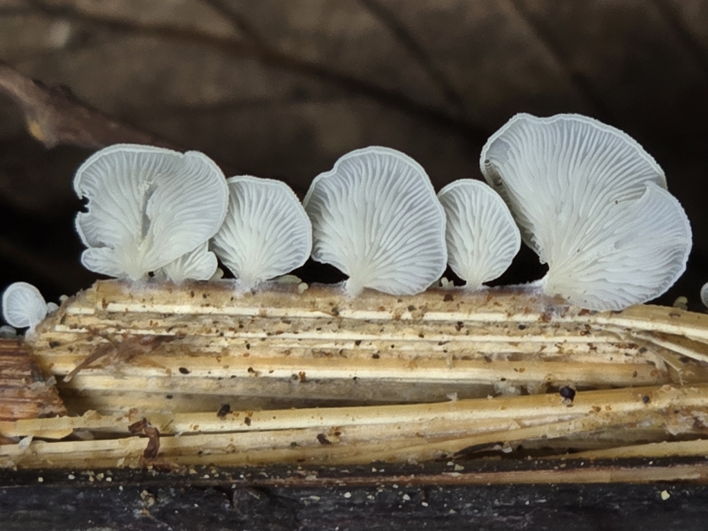 Lentinellus cochleatus