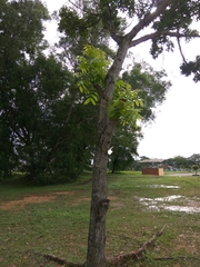 Swietenia macrophylla