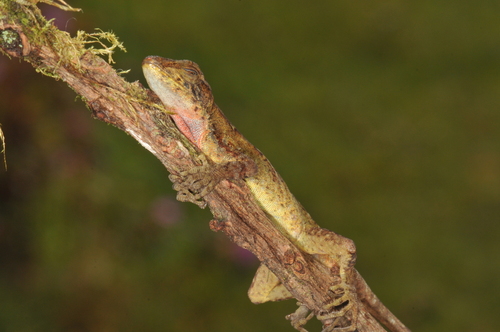 Swift Anole, Anolis tropidolepis