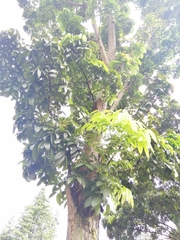 Swietenia macrophylla