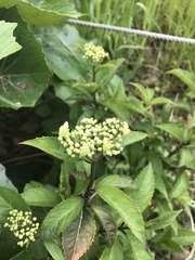 Viburnaceae
