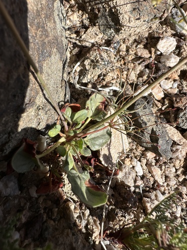 Image of Eriogonum contiguum by (c) Matt Berger, some rights reserved (CC BY)