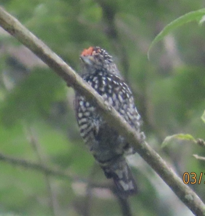 Speckle-chested Piculet (Picumnus steindachneri), photo 1