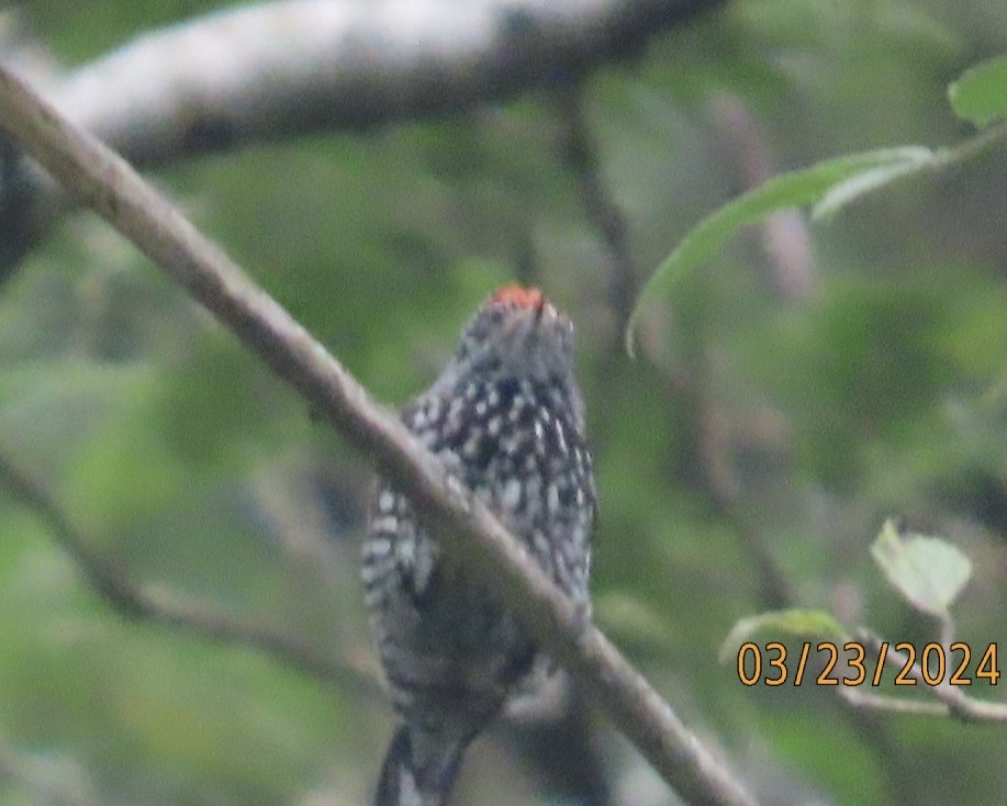 Speckle-chested Piculet (Picumnus steindachneri), photo 2