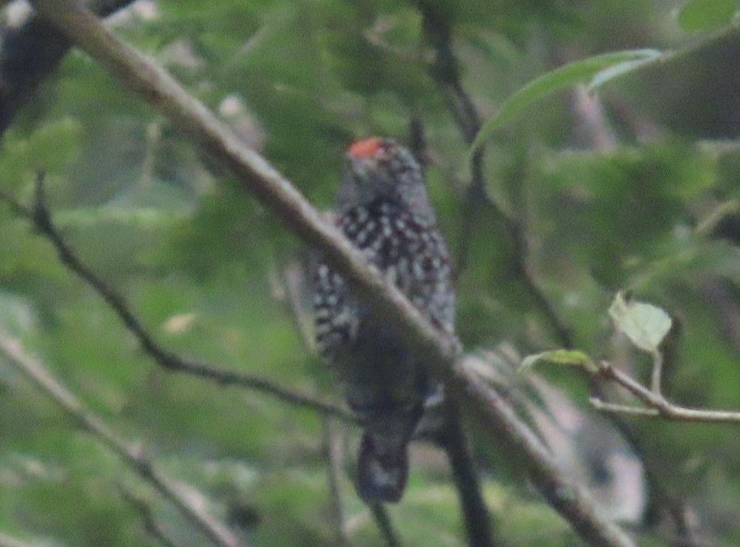 Speckle-chested Piculet (Picumnus steindachneri), photo 5