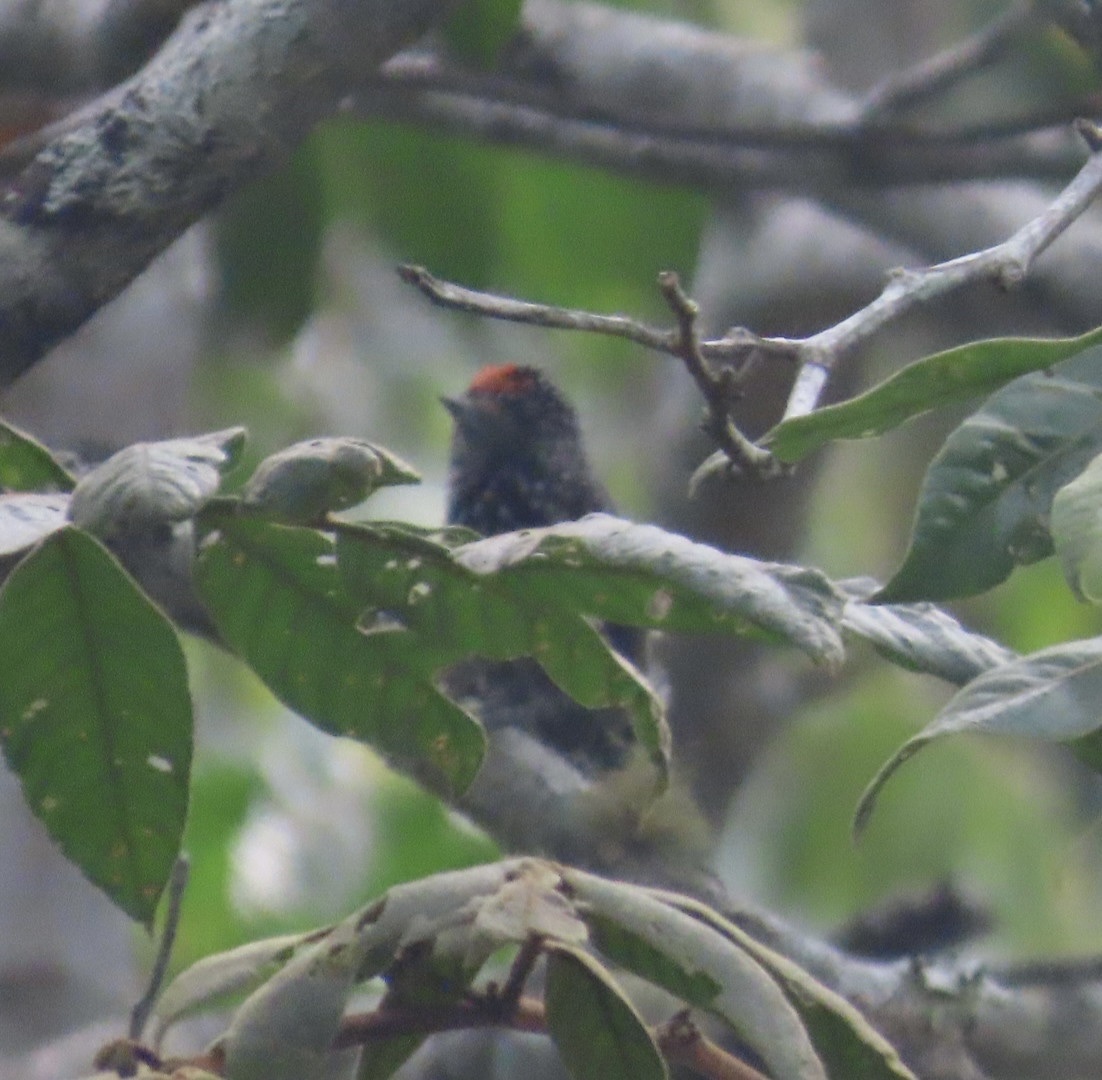 Speckle-chested Piculet (Picumnus steindachneri), photo 6