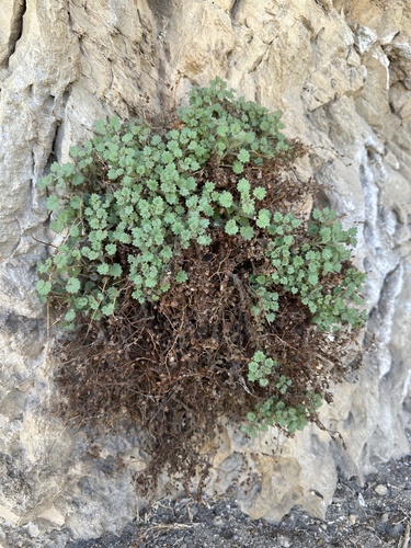 Image of Phacelia perityloides by (c) Matt Berger, some rights reserved (CC BY)
