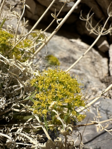 Image of Lomatium parryi by (c) Matt Berger, some rights reserved (CC BY)