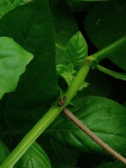 Bischoffitilla