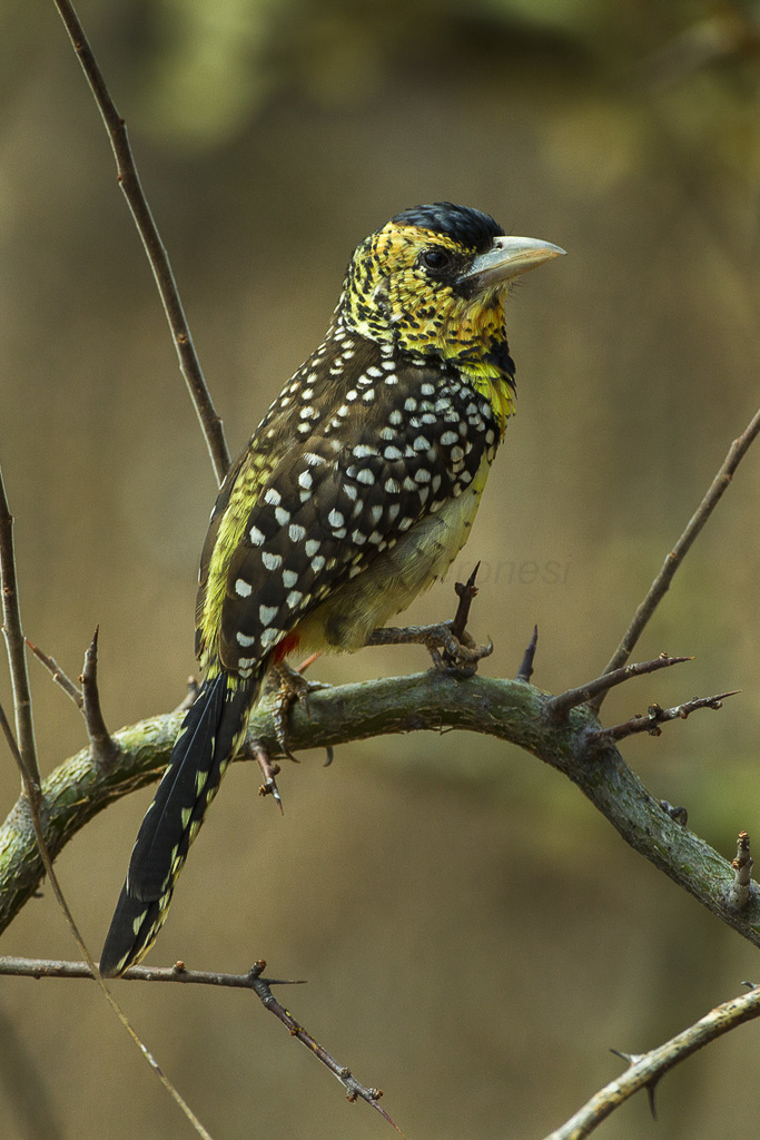 D'Arnaud's Barbet