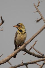 D'arnaud's Barbet photo 5