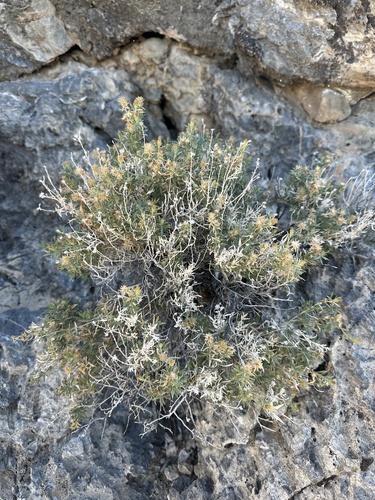 Image of Hazardia brickellioides by (c) Matt Berger, some rights reserved (CC BY)