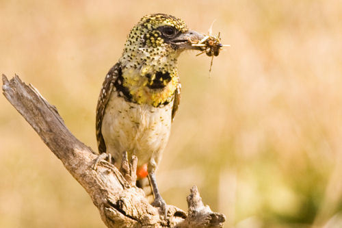 D'Arnaud's Barbet
