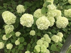 Viburnum