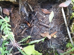 Camponotus nylanderi