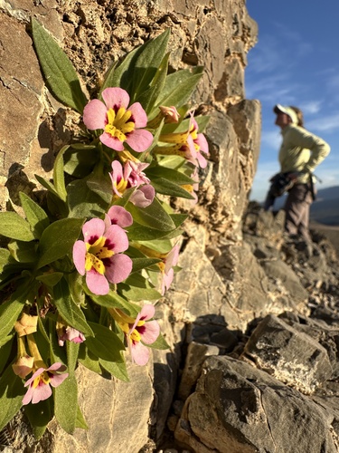 Death Valley monkeyflower (Diplacus rupicola)