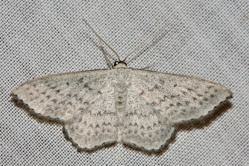 Dithalama punctilinea