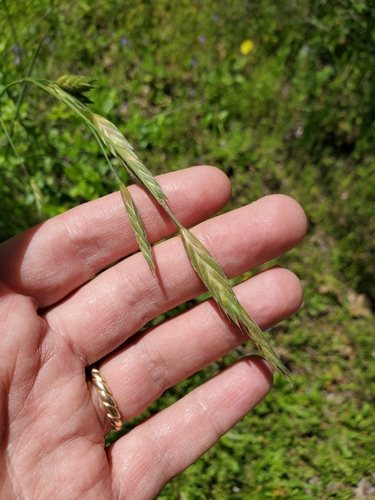 Image of Bromus brevis by (c) Alex Zorach, some rights reserved (CC BY)