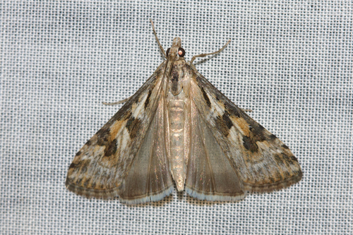 Nomophila corticalis