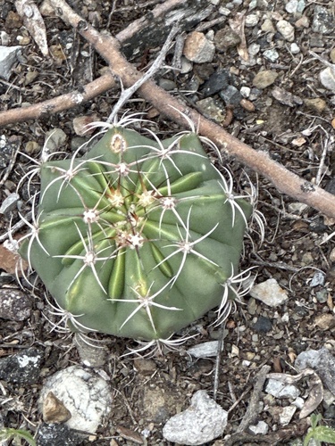 Melocactus bellavistensis