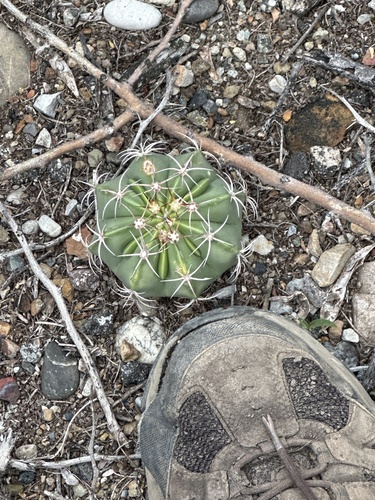 Melocactus bellavistensis
