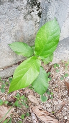 Ficus hispida