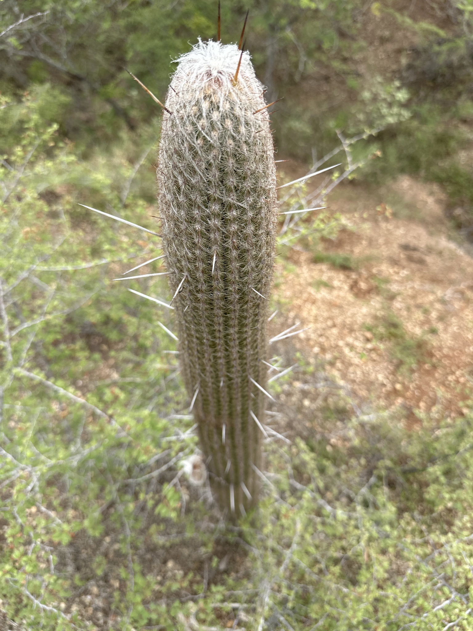 Espostoa superba