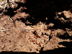 Camponotus nylanderi