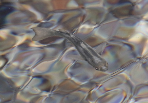 Flathead mullet (Chelon planiceps) — Mugilidae — 4