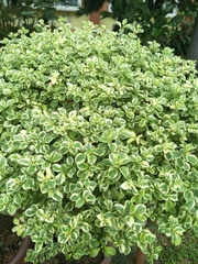 Buxus microphylla