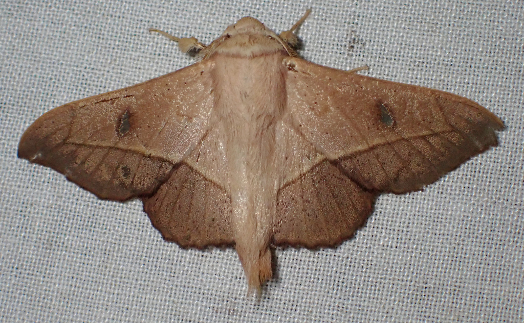 Bedosia gilia