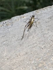 Nisitrus