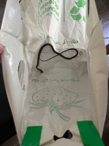 Common Tree Snake sighting