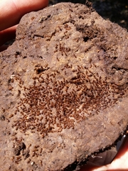 Crematogaster sordidula