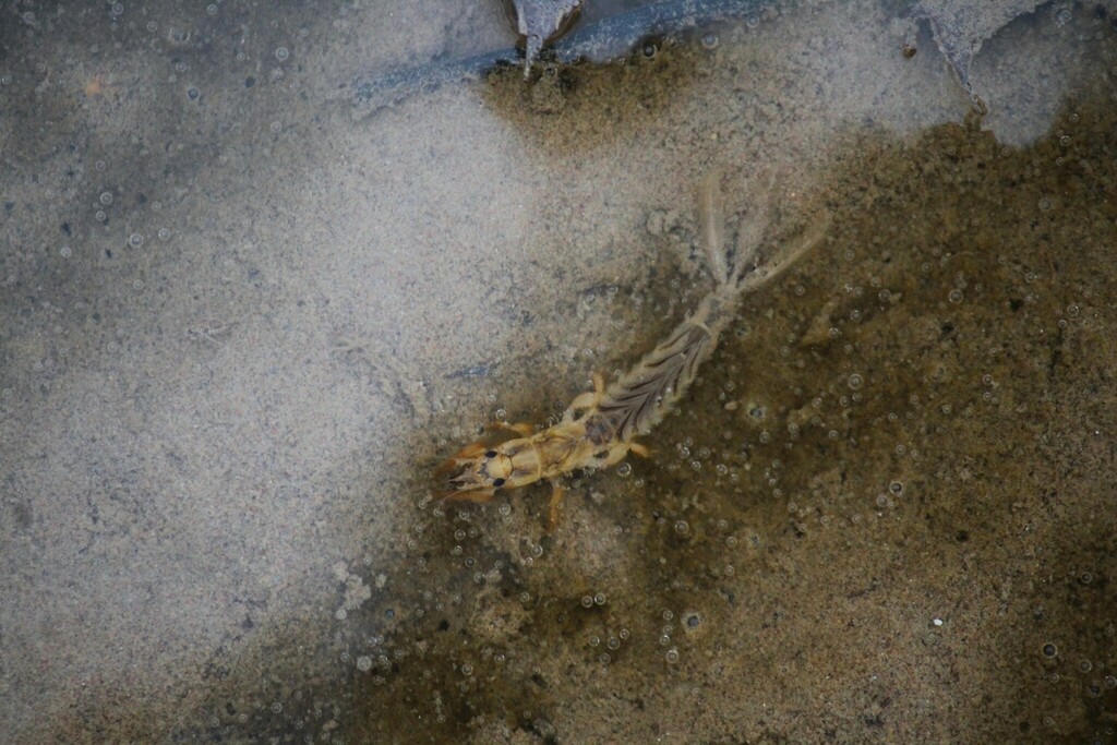 Giant Mayfly from Sault Ste. Marie, MI 49783, USA on March 26, 2024 at ...