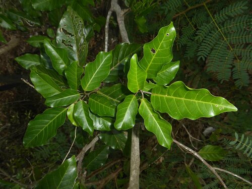 Macaranga coriacea observed 2024-03-25
