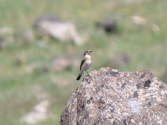 Oenanthe melanoleuca