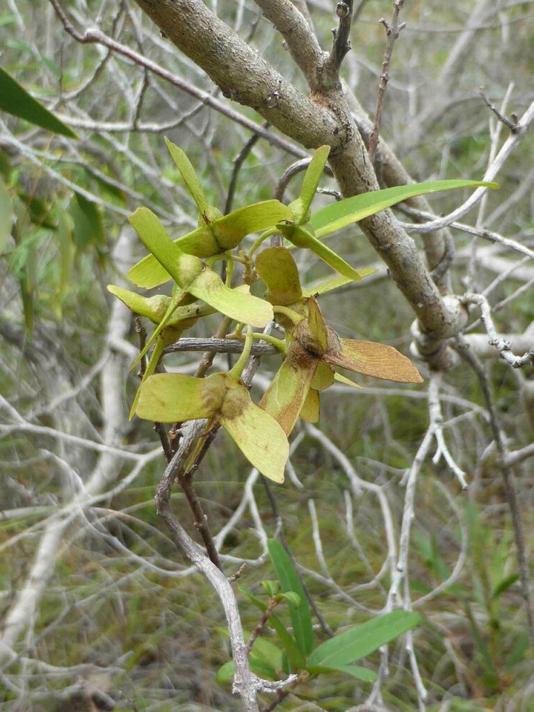 Stigmaphyllon angustifolium