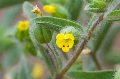 Mimetanthe pilosa