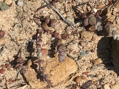 Dudleya brevifolia