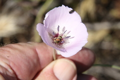 Anthophorula