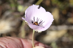 Anthophorula