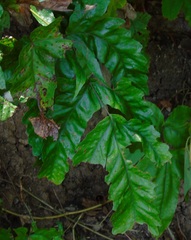 Tectaria heracleifolia