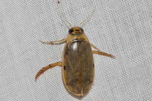 Padded Diving Beetle