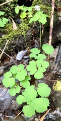 Thalictrum clavatum