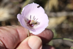 Anthophorula