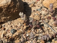 Dudleya brevifolia
